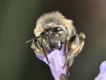 Anthophora quadrimaculata